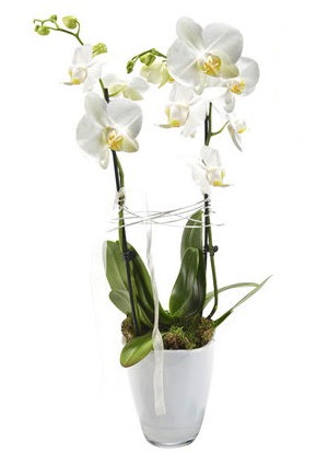 2 dall beyaz seramik beyaz orkide sakss  Bolu iek gnderme sitemiz gvenlidir 