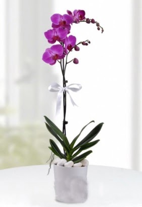 Tek dall saksda mor orkide iei  Bolu iekiler 