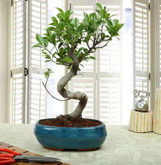 Amazing Bonsai Ficus S thal  Bolu internetten iek siparii 
