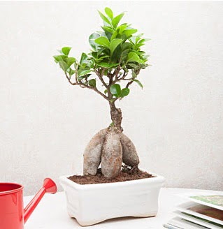 Exotic Ficus Bonsai ginseng  Bolu iek servisi , ieki adresleri 