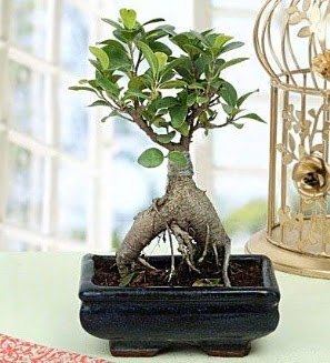 Appealing Ficus Ginseng Bonsai  Bolu anneler gn iek yolla 