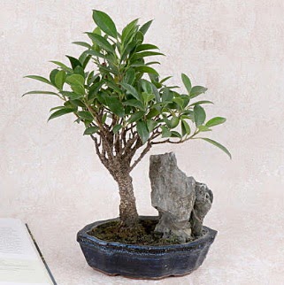 Japon aac Evergreen Ficus Bonsai  Bolu iek gnderme sitemiz gvenlidir 
