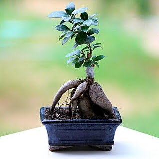 Marvellous Ficus Microcarpa ginseng bonsai  Bolu iek siparii vermek 