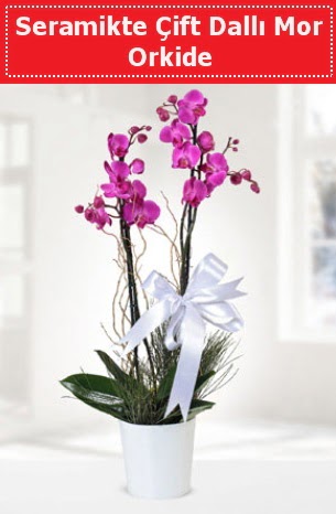 Seramikte Çift Dallı Mor Orkide  Bolu anneler günü çiçek yolla 