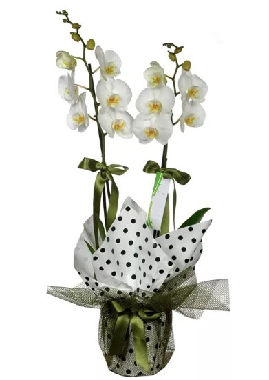 ift Dall Beyaz Orkide  Bolu 14 ubat sevgililer gn iek 