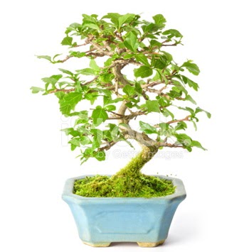 S zerkova bonsai ksa sreliine  Bolu nternetten iek siparii 