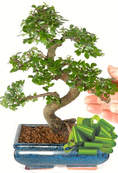 Yaklak 25 cm boyutlarnda S bonsai  Bolu iek siparii sitesi 