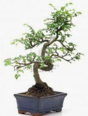 S gvde bonsai minyatr aa japon aac  Bolu iek sat 