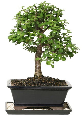 15 cm civar Zerkova bonsai bitkisi  Bolu iek siparii sitesi 