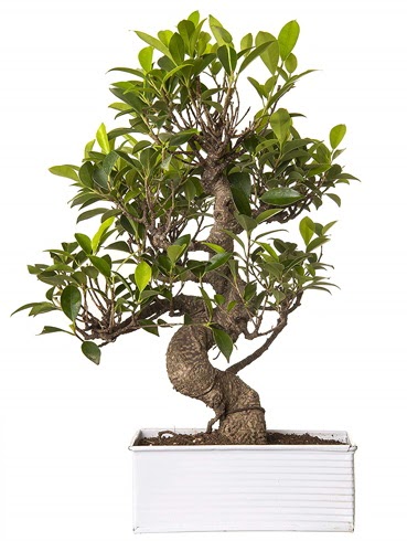 Exotic Green S Gvde 6 Year Ficus Bonsai  Bolu iek gnderme sitemiz gvenlidir 