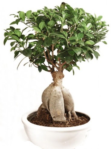 Ginseng bonsai japon aac ficus ginseng  Bolu nternetten iek siparii 