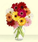  Bolu çiçek yolla , çiçek gönder , çiçekçi   cam yada mika vazoda 15 özel gerbera