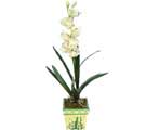 Özel Yapay Orkide Beyaz   Bolu online çiçekçi , çiçek siparişi 