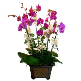  Bolu cicek , cicekci  4 adet orkide çiçegi