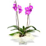  Bolu çiçek satışı  Cam yada mika vazo içerisinde  1 kök orkide