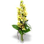  Bolu İnternetten çiçek siparişi  cam vazo içerisinde tek dal canli orkide