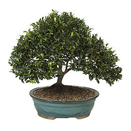  Bolu ucuz iek gnder  ithal bonsai saksi iegi  Bolu iek gnderme sitemiz gvenlidir 
