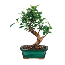  Bolu iek siparii sitesi  ithal bonsai saksi iegi  Bolu iek online iek siparii 