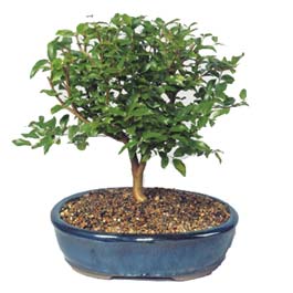  Bolu ieki maazas  ithal bonsai saksi iegi  Bolu online ieki , iek siparii 