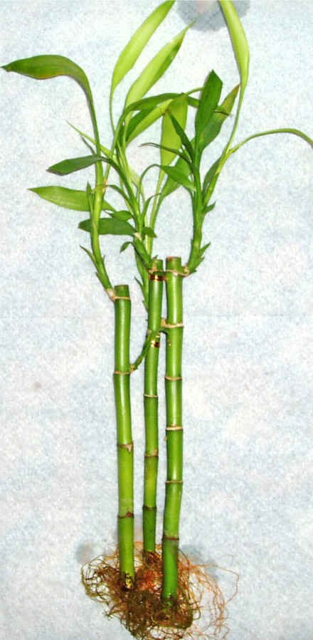 Lucky Bamboo 3 adet vazo hediye edilir   Bolu cicek , cicekci 