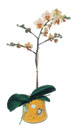  Bolu online çiçek gönderme sipariş  Phalaenopsis Orkide ithal kalite