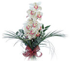  Bolu çiçek siparişi sitesi  Dal orkide ithal iyi kalite