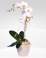 1 dallı orkide saksı çiçeği  Bolu online çiçekçi , çiçek siparişi 