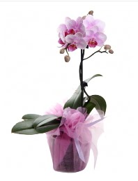 1 dal pembe orkide saksı çiçeği  Bolu kaliteli taze ve ucuz çiçekler 