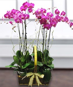 4 dallı mor orkide  Bolu güvenli kaliteli hızlı çiçek 