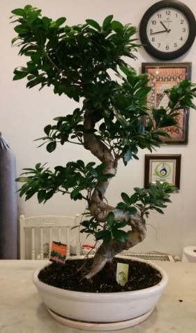 100 cm yüksekliğinde dev bonsai japon ağacı  Bolu İnternetten çiçek siparişi 