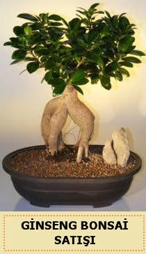 İthal Ginseng bonsai satışı japon ağacı  Bolu çiçek siparişi sitesi 
