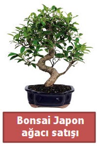 Japon ağacı bonsai satışı  Bolu çiçek siparişi sitesi 
