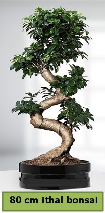 80 cm özel saksıda bonsai bitkisi  Bolu çiçekçi telefonları 