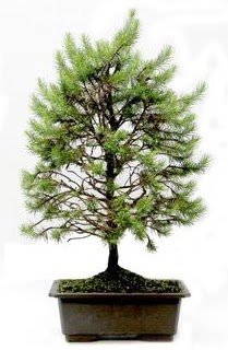 *** STOKTA YOK - Çam ağacı bonsai bitkisi satışı  Bolu cicekciler , cicek siparisi 