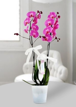 Çift dallı mor orkide  Bolu çiçekçiler 