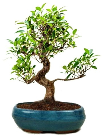 25 cm ile 30 cm aralığında Ficus S bonsai  Bolu çiçek gönderme sitemiz güvenlidir 